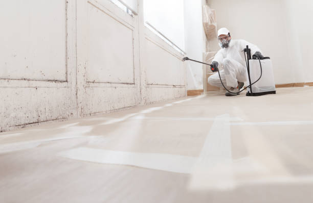 24/7 Emergency Black Mold Remediation experts in Ashland, PA