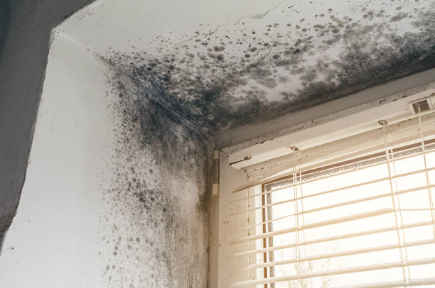 Affordable Black Mold Remediation solutions in Ashland, PA