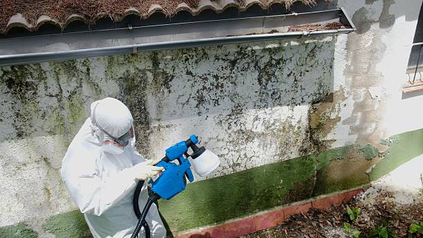Top rated local Black Mold Remediation specialists in Ashland, PA